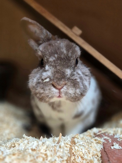 Leo